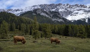 Превью обои коровы, луг, деревья, горы, снег