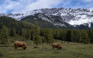 Превью обои коровы, луг, деревья, горы, снег