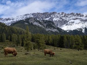 Превью обои коровы, луг, деревья, горы, снег