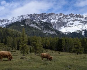 Превью обои коровы, луг, деревья, горы, снег