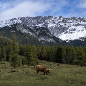 Превью обои коровы, луг, деревья, горы, снег