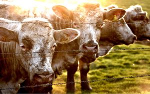 Превью обои коровы, ограда, трава, солнечный свет