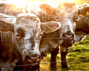 Превью обои коровы, ограда, трава, солнечный свет