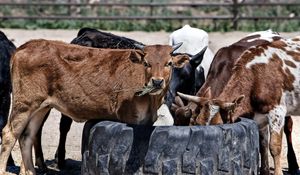 Превью обои коровы, телята, еда, трава