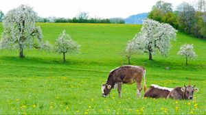 Превью обои коровы, трава, весна, еда, лежать