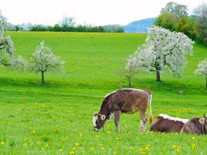 Превью обои коровы, трава, весна, еда, лежать