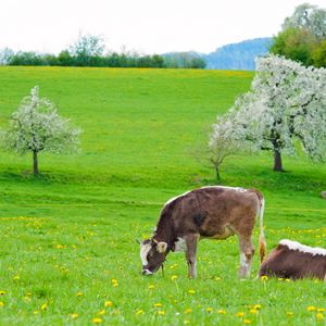 Превью обои коровы, трава, весна, еда, лежать