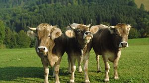 Превью обои коровы, три, колокольчики, лужайка