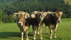 Превью обои коровы, три, колокольчики, лужайка