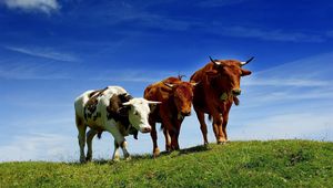 Превью обои коровы, три, возвышенность, лето, выпас, трава