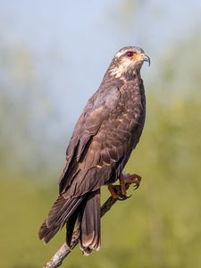 Превью обои коршун, птица, хищник, клюв