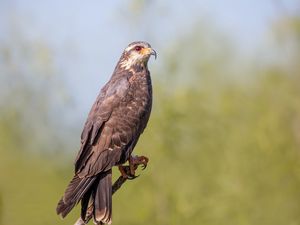 Превью обои коршун, птица, хищник, клюв