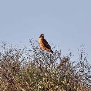 Превью обои коршун, птица, хищник, ветки, кусты