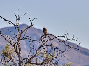 Превью обои коршун, птица, хищник, ветки, кусты, горы