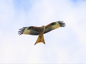 Превью обои коршун, птица, полет, небо