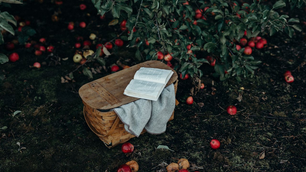 Обои корзина, книга, яблоки, урожай