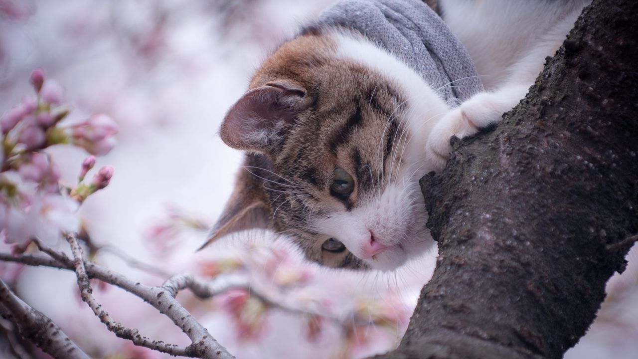 Обои кошка, дерево, весна