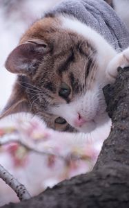 Превью обои кошка, дерево, весна