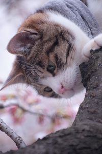 Превью обои кошка, дерево, весна