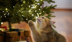 Превью обои кошка, елка, питомец, серый, новый год, рождество