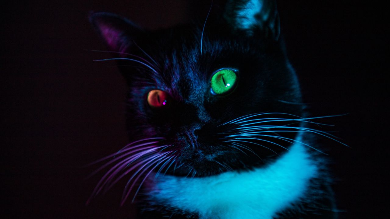 Обои кошка, гетерохромия, глаза, разноцветный, взгляд