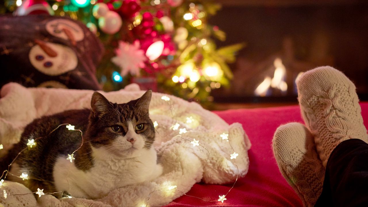 Обои кошка, гирлянда, елка, новый год, рождество