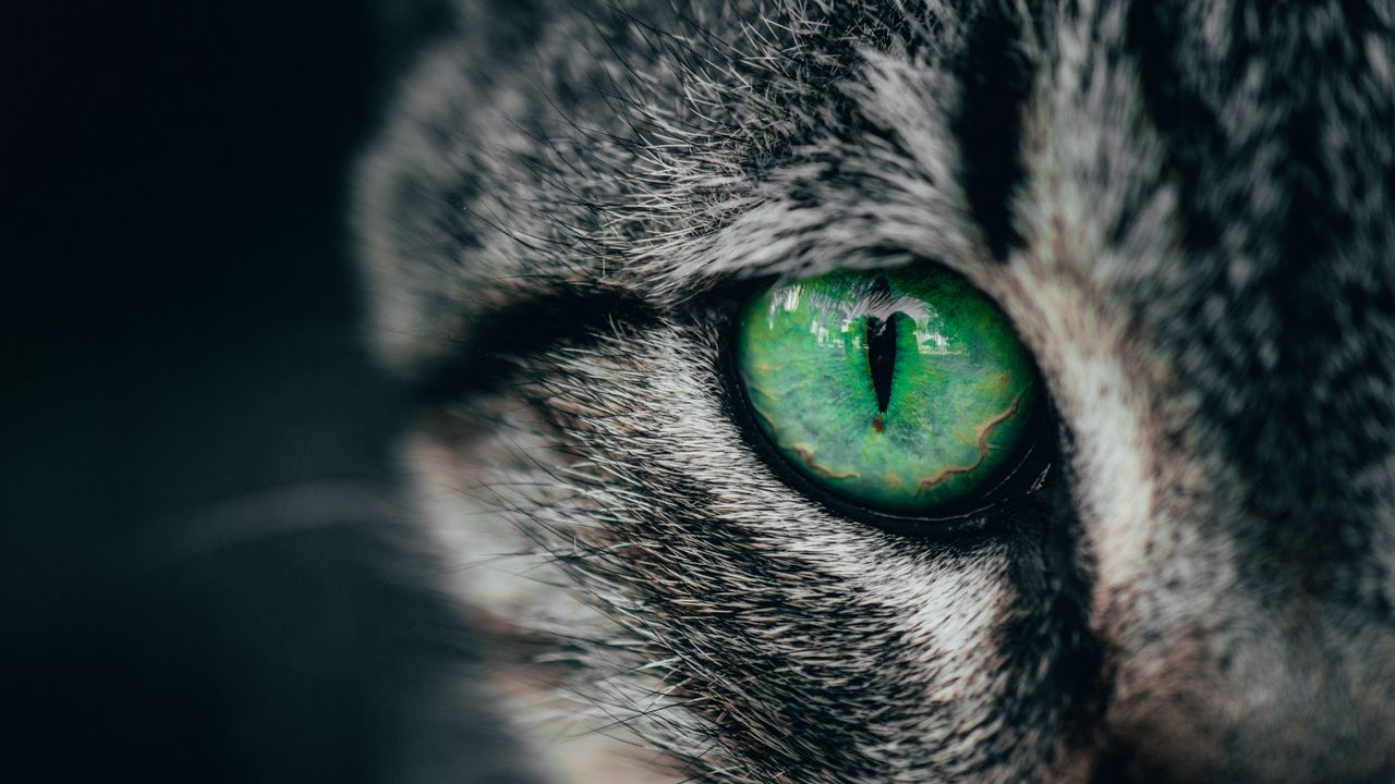 Обои кошка, глаз, зеленый, зрачок, крупным планом