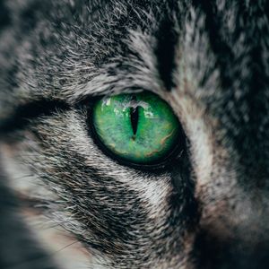 Превью обои кошка, глаз, зеленый, зрачок, крупным планом