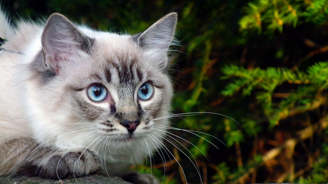 Обои кошка, глаза, голубые, ветка, зелень