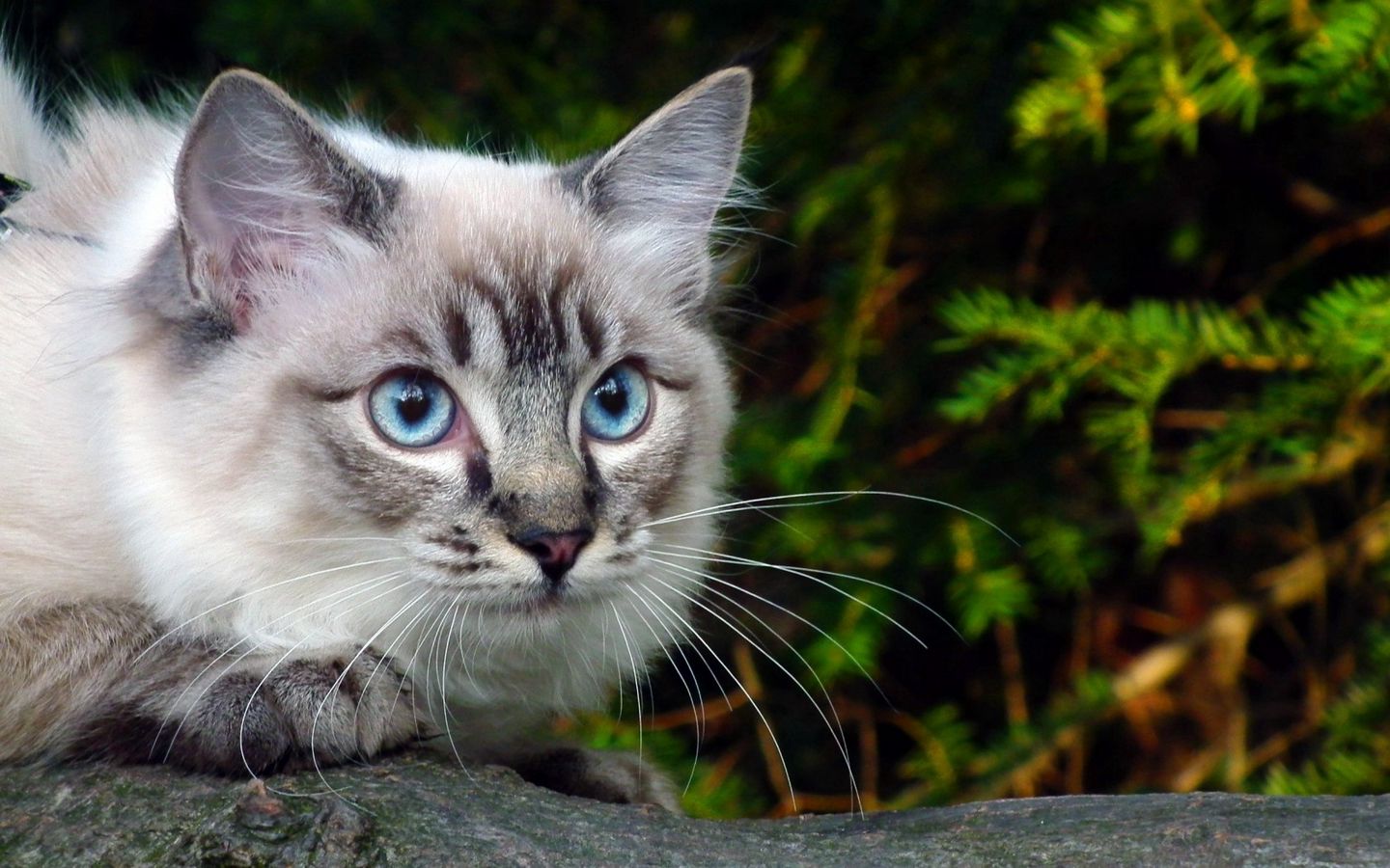 Порода кошек д. Порода Охос азулес. Алтайская голубоглазка Охос азулес. Порода кошек Охос азулес. Охос азулес серый.