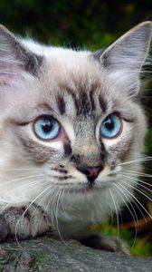 Превью обои кошка, глаза, голубые, ветка, зелень