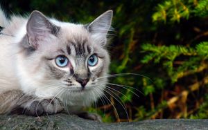 Превью обои кошка, глаза, голубые, ветка, зелень