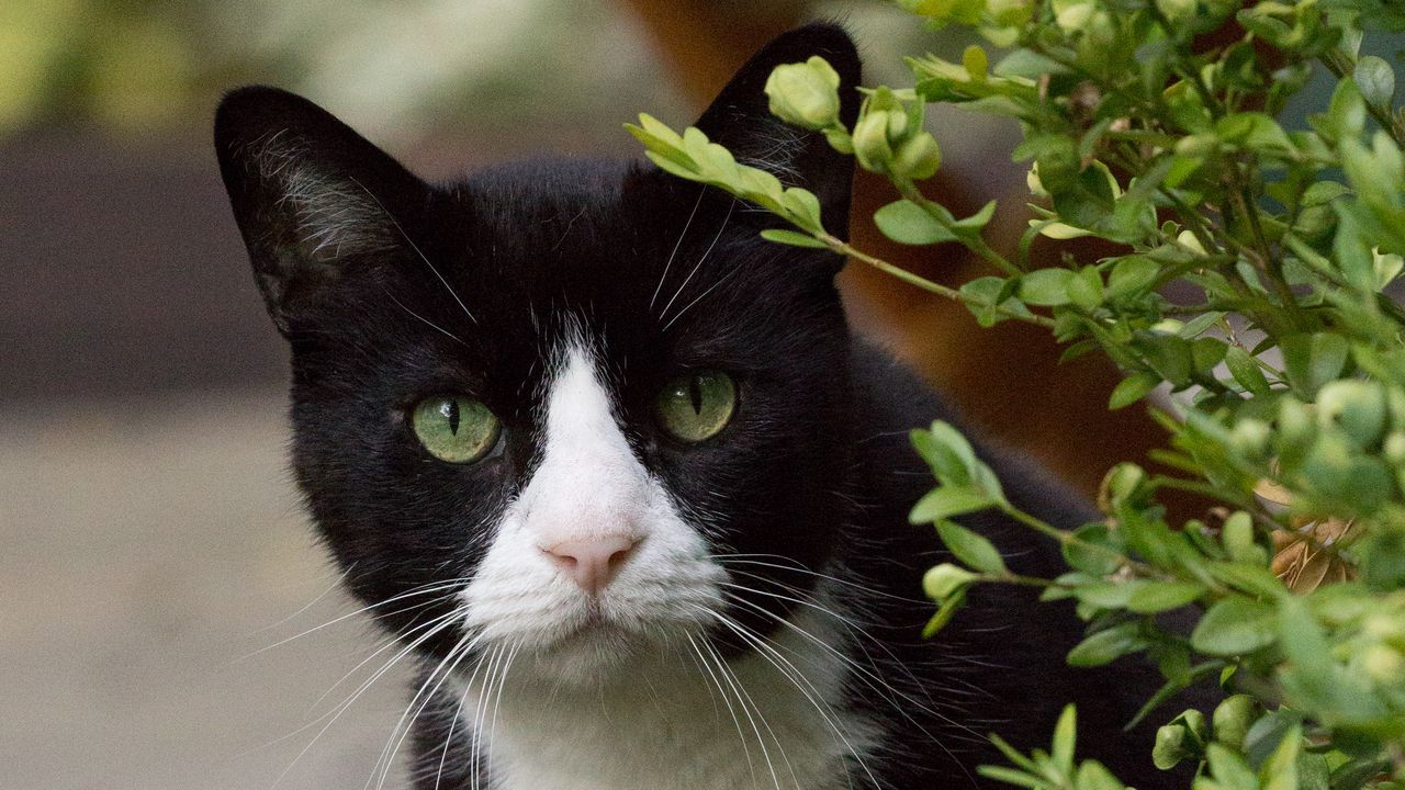 Обои кошка, глаза, питомец, листья
