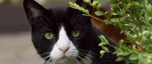 Превью обои кошка, глаза, питомец, листья
