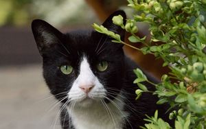 Превью обои кошка, глаза, питомец, листья