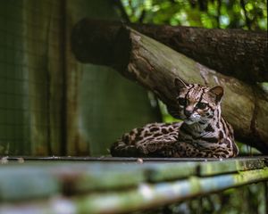 Превью обои кошка, хищник, большая кошка, длиннохвостая кошка