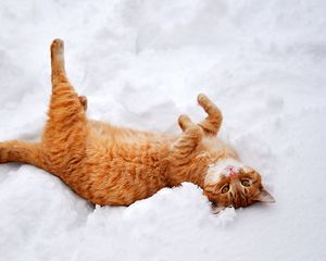 Превью обои кошка, кот, рыжий, лапы, лежит, снег, зима, природа