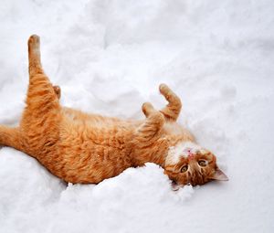 Превью обои кошка, кот, рыжий, лапы, лежит, снег, зима, природа