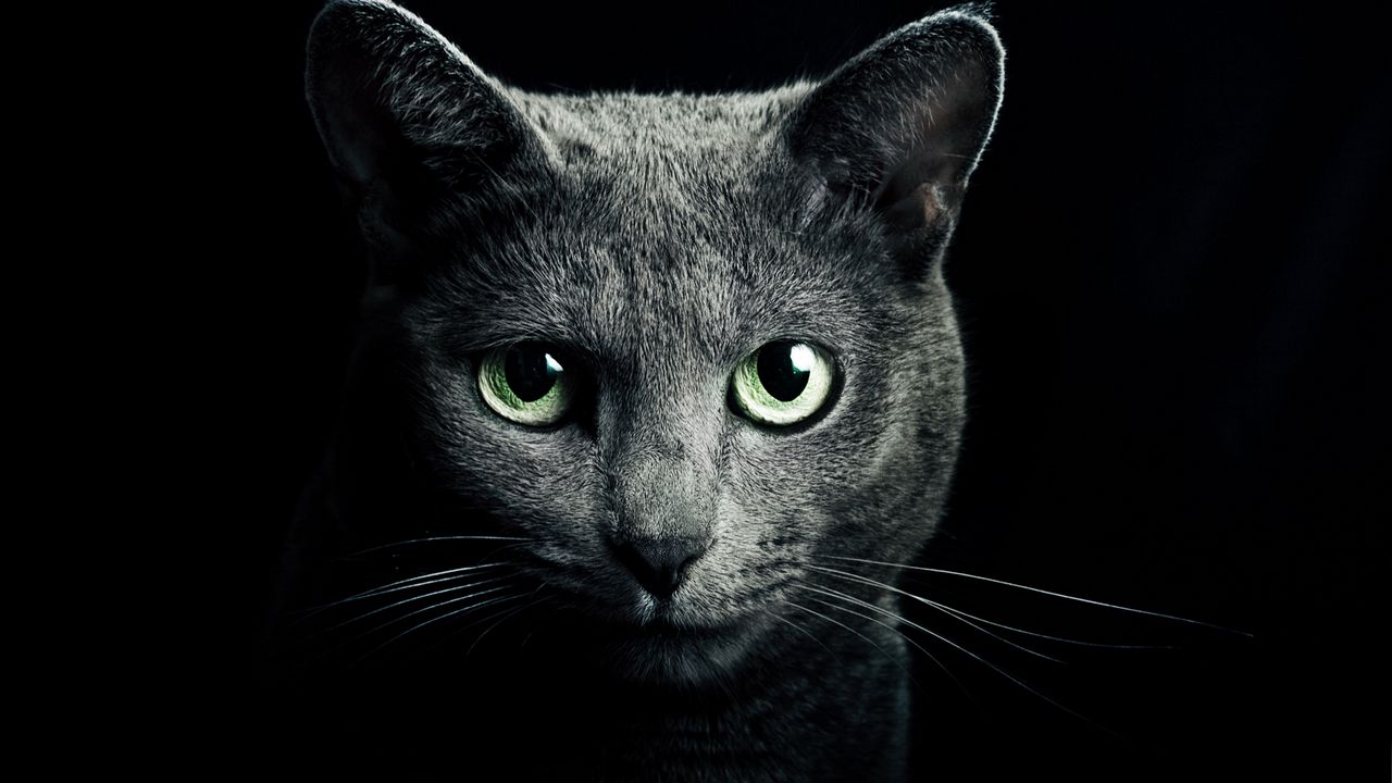 Обои кошка, кот, серый, порода, русская, голубая, глаза, зеленые, взгляд, черный фон