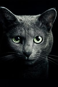 Превью обои кошка, кот, серый, порода, русская, голубая, глаза, зеленые, взгляд, черный фон