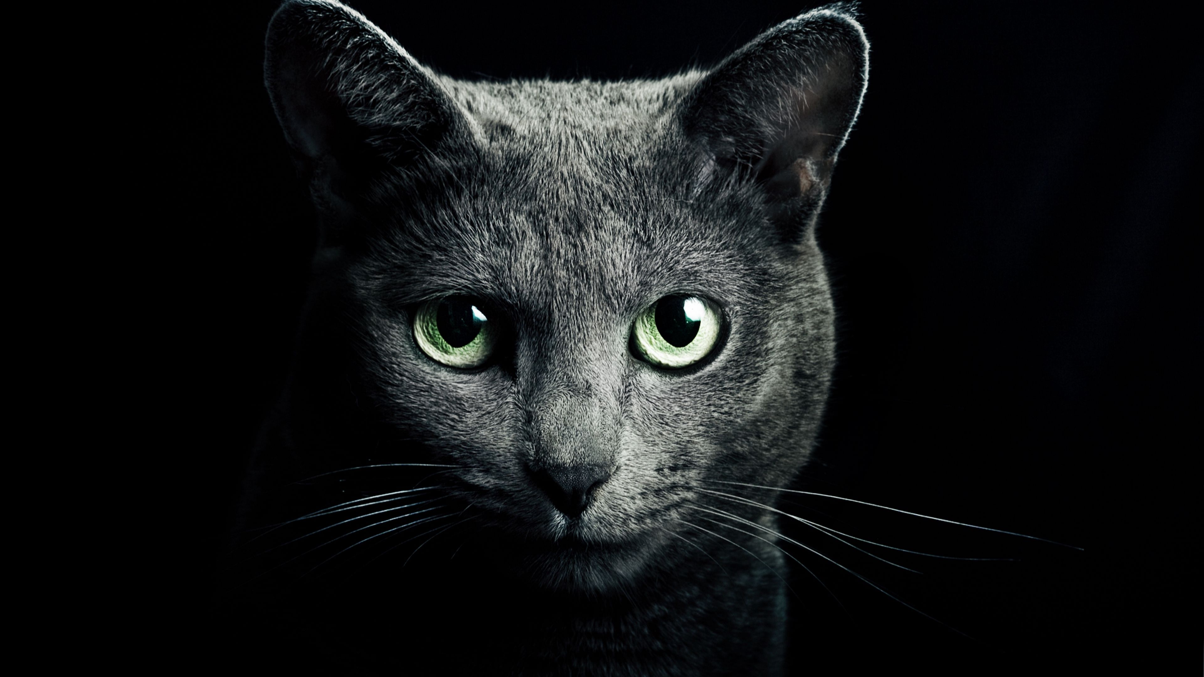 3840x2160 Обои кошка, кот, серый, порода, русская, голубая, глаза, зеленые, взгляд, черный фон