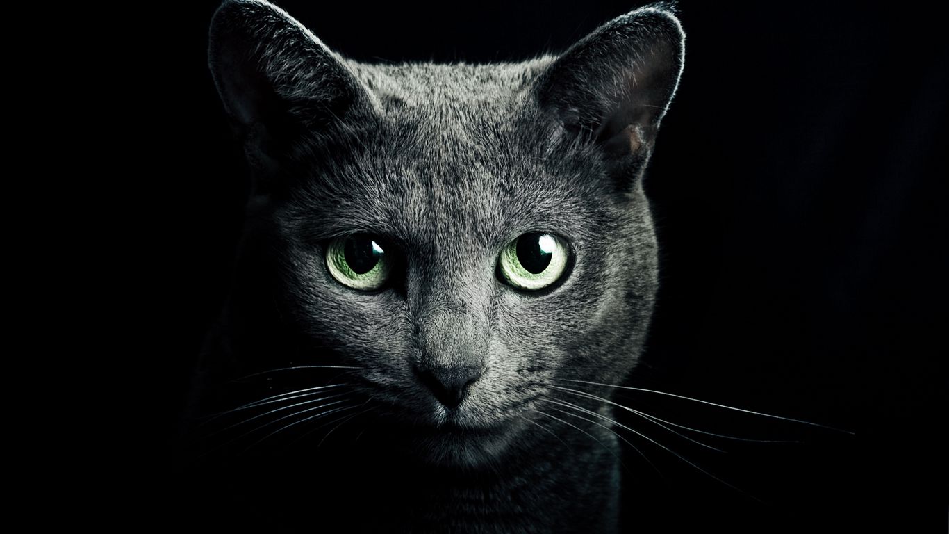 1366x768 Обои кошка, кот, серый, порода, русская, голубая, глаза, зеленые, взгляд, черный фон