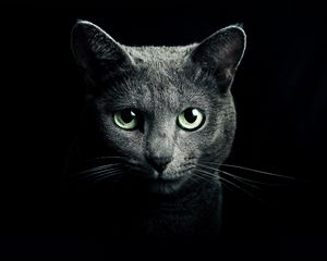 Превью обои кошка, кот, серый, порода, русская, голубая, глаза, зеленые, взгляд, черный фон