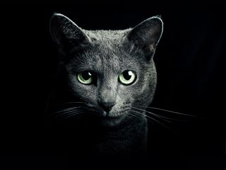 320x240 Обои кошка, кот, серый, порода, русская, голубая, глаза, зеленые, взгляд, черный фон