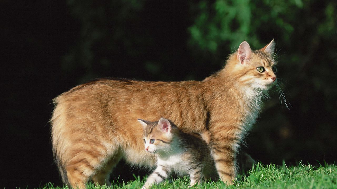 Обои кошка, котёнок, трава