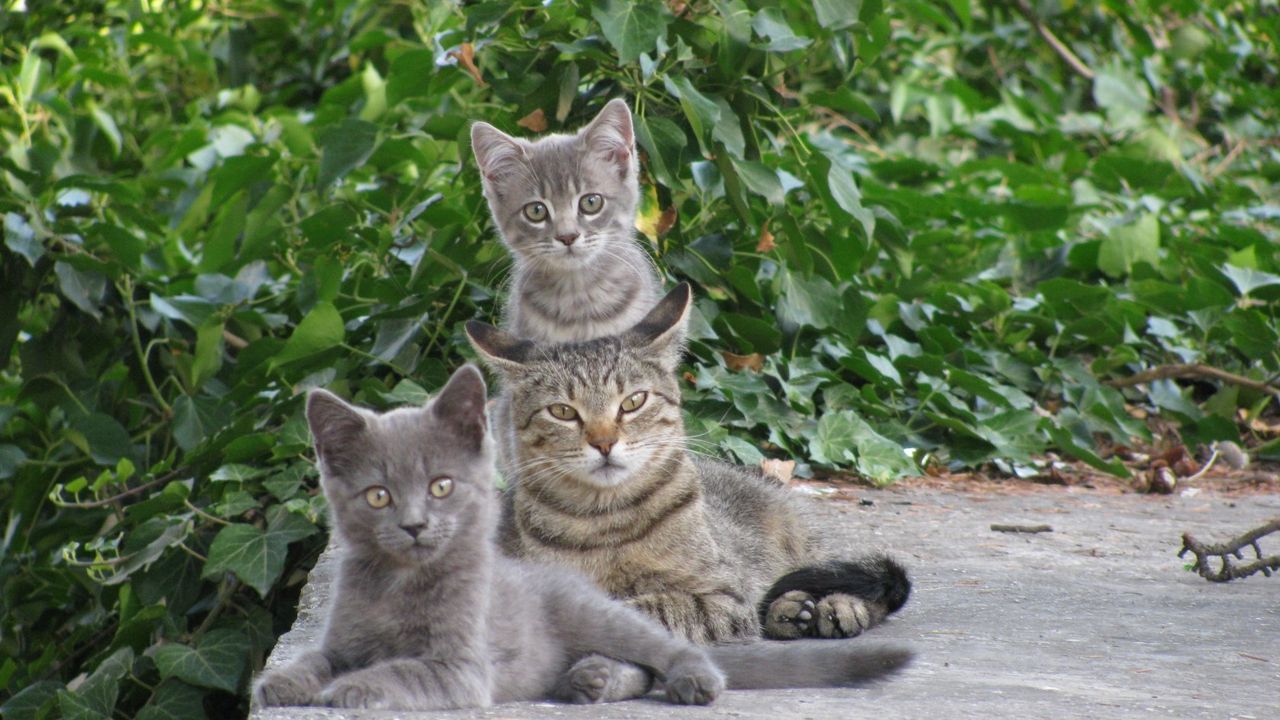 Фотографии котов и котят кошек и котят