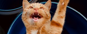 Превью обои кошка, лапа, питомец, рыжий, забавный