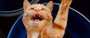 Превью обои кошка, лапа, питомец, рыжий, забавный