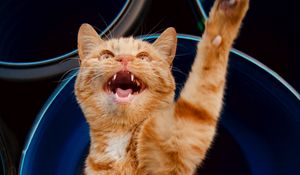 Превью обои кошка, лапа, питомец, рыжий, забавный