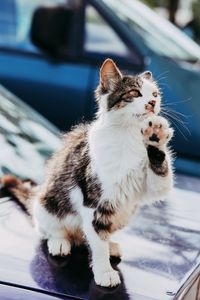 Превью обои кошка, лапа, прикольный, питомец
